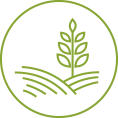 Icon Pflanzenproduktion